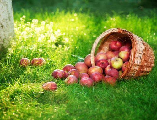 Healthy Organic Apples in the Basket.