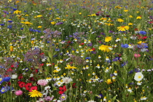 Wildblumenwiese gelb blau