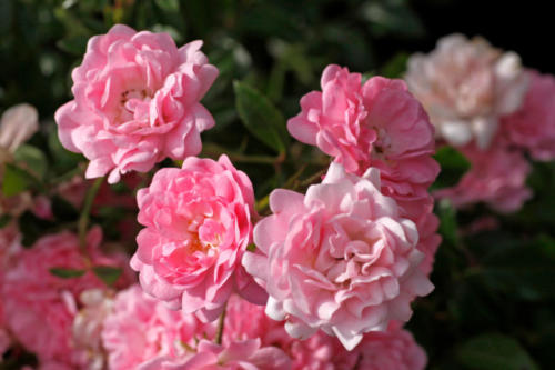 Rosa 'The Fairy', Bodendeckende Rose