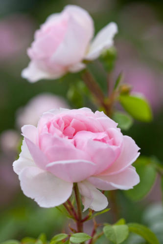 pink romantic roses